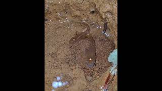 A Pair Of Tiger Panchax Killifish In Wild [upl. by Ativak326]