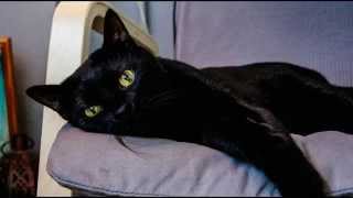 Soothing Purring Cat  Comforting Relaxing Nature Sound Meditation Sleeping [upl. by Lati]