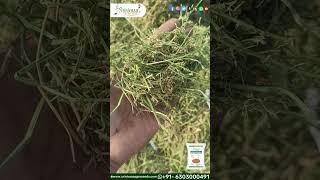 AlfalfaLucern Grass Seeds Thanneru Suresh  Srinivasa Agro Seeds seeds alfalfa grassseeds s [upl. by Assila]