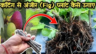 100 Success rate अंजीर की कटिंग कैसे लगाए  how to plant fig plant from cutting [upl. by Ahsram]