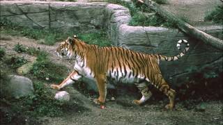 Caspian tiger  an extinct tiger subspecies Facts and Photos [upl. by Jermyn169]