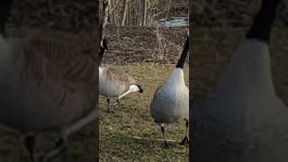 Creating a beautiful natural effect by birds shorts [upl. by Peck]