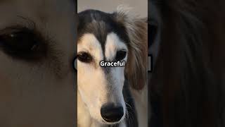 Saluki Secrets One Of The Fastest Dog In the World [upl. by Seif653]