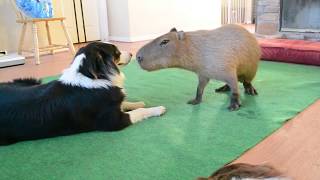 Dog and Capybara [upl. by Nnaacissej]