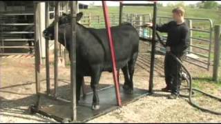 Fitting and Showing Angus Cattle Part 1 [upl. by Quent]