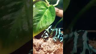 Dendrobates auratusподарочек 🎁 [upl. by Itteb]