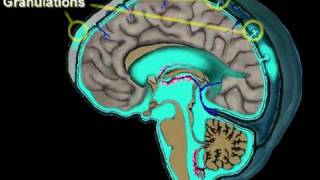 Cerebrospinal Fluid Circulation [upl. by Gladys]