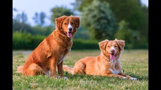 Nova Scotia Duck Tolling Retriever [upl. by Luedtke661]