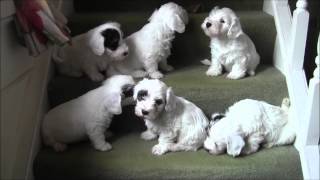 Sealyham Puppies on Stairs [upl. by Noivad]