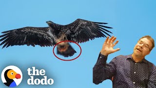 Photographer Has No Idea What This Eagle Grabbed  The Dodo [upl. by Latouche]