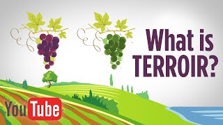 What is terroir and what does it have to do with wine [upl. by Grimbly467]