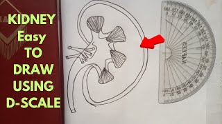 How to Draw a Kidney Easily Using DScale StepbyStep Guide [upl. by Adihaj267]