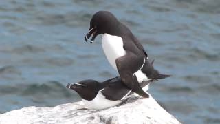 Razorbill Alca torda [upl. by Rusel]