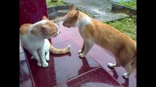 Kucing Berantem Rebutan Wilayah Siapakah yang menang [upl. by Feingold]