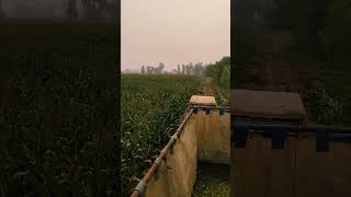 Maize silage making process 🌽silage2024 dairy [upl. by Lutero191]