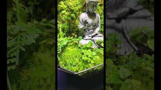 Terrarium part 154 terrarium aquascape aquarium trending plants decor nature [upl. by Malha]