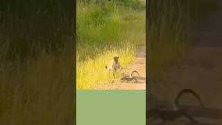 Leopard and Lizard fight shorts wildanimals wildlifeshort natureisbeautiful [upl. by Hareemas478]