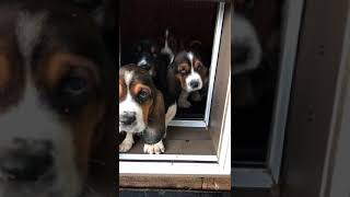 Basset Hound Puppies Whine for Attention [upl. by Annasoh580]