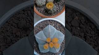 Astrophytum flowers timelapse ❤️ [upl. by Anitnoc978]