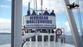 Hebridean Whale Cruises Stornoway [upl. by Ligetti954]