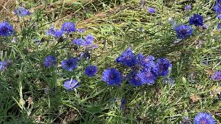 A Cornflower Patch  Bird Song And A Bee [upl. by Okiram]