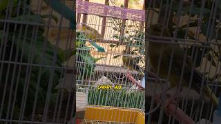 Male canaries fighting foryou fyp canary kenari canario shorts youtubeshorts viral explore [upl. by Goldner]