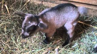 westafrikanische Zwergziegen und Kitz baby  goat with yeanling [upl. by Yrffej]