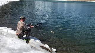 KANANASKIS LAKE BULL TROUT [upl. by Smoot]