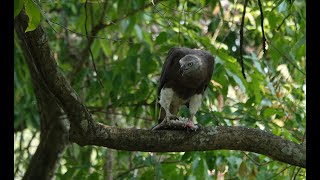 Grey headed Fish Eagle eating juicy fish [upl. by Ais]