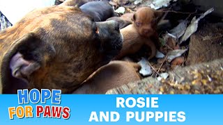 Rescuing a family of dogs with help from iPhone and You Tube Please share dog [upl. by Maitund]