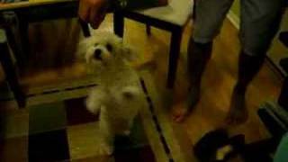 havanese circus training [upl. by Medlin217]