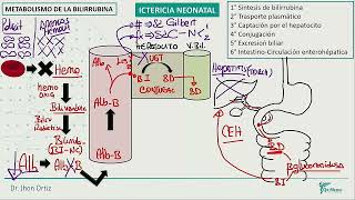 Neonatología  Ictericia neonatal [upl. by Melany]