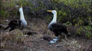 Galapagos Albatross Mating Dance [upl. by David911]