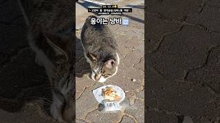 2024년 12월 8일  고양이웅이 닭가슴살  더캣츠 냥바 먹방🐾 TOMBOYCHANNEL ⇦TAG CLICK고양이간식말하는고양이 [upl. by Gabbi]