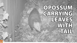 Awesome opossum tail How opossums use their tail to collect leaves for their bed [upl. by Riannon]