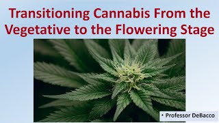 Transitioning Cannabis From the Vegetative to the Flowering Stage [upl. by Senn355]