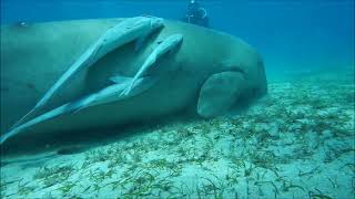 Dugong vs Manatee Sea Cows Dugongs and manatees [upl. by Uri]