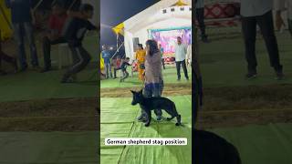 German shepherd stag position  black German shepherd  imported  show level gsdlover dogshow [upl. by Azarria]