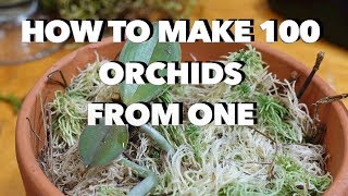 How to Make 100 Orchids From One Without Keiki Paste [upl. by Enylodnewg]