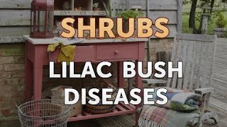 Lilac Bush Diseases [upl. by Erlin]