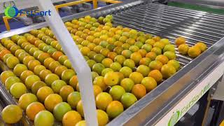 Citrus Cleaning Waxing Drying Sorting MachineKinnow Mandarin Fruit Processing Grading Line [upl. by Yttam]