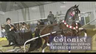 ADHHA Nationals 2014 Dutch Harness Horse Championships [upl. by Sudnor237]