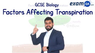 313 Transport in Plants cTranspiration factors that affect transpiration rate and practicals [upl. by Tammi]