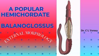 BALANOGLOSSUS EXTERNAL MORPHOLOGY [upl. by Nortad]