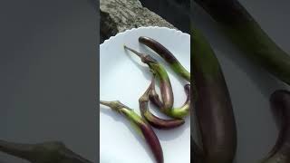 Harvesting Cowpea and Brinjal from my Terrace garden in Delhi manipuriurban gardening [upl. by Cordie]