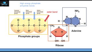 Bioenergetics Part 3 Adenosine Triphosphate ATP [upl. by Hulburt]