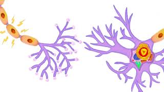 ¿Qué es una neurona ¿Cómo funciona [upl. by Yellek]
