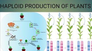 Haploid production of plants [upl. by Rohpotsirhc967]