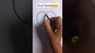 Dicot Seed Easy Labelled Diagram youtubeshorts ytshorts shorts viral biology drawing [upl. by Kaine746]