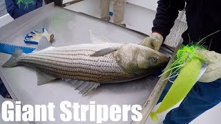 Fishing for MONSTER Striped Bass on the Chesapeake Bay [upl. by Idihc]